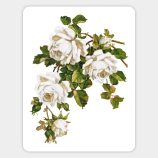 White Roses Magnet